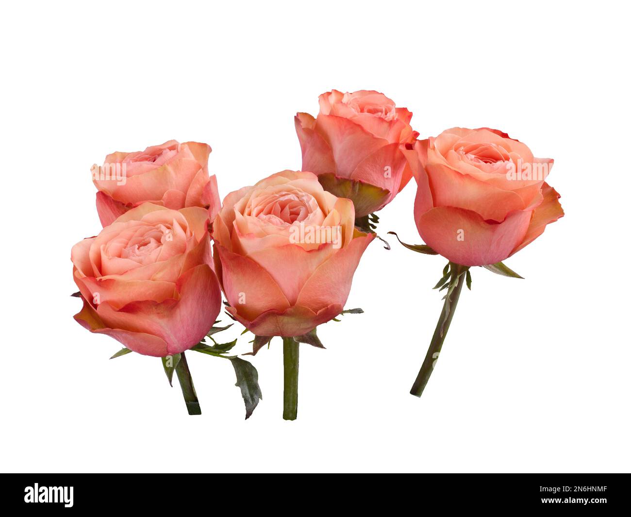 Bouquet of pink roses isolated on white background Stock Photo - Alamy