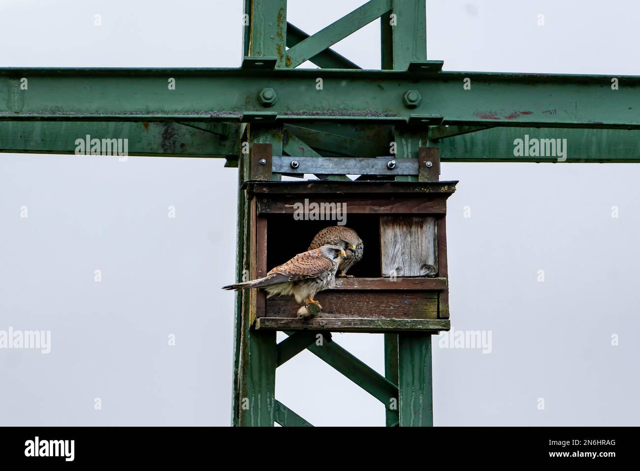 Common kestrel (Falco tinnunculus), male and female sitting in an artificial nest box attached to a power pole, Volcanic Eifel, Rhineland-Palatinate Stock Photo