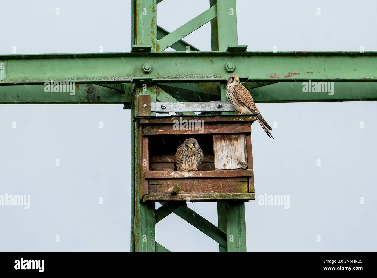 Common kestrel (Falco tinnunculus), male and female sitting in front of an artificial nest box attached to a power pole during rain, Vulkaneifel Stock Photo