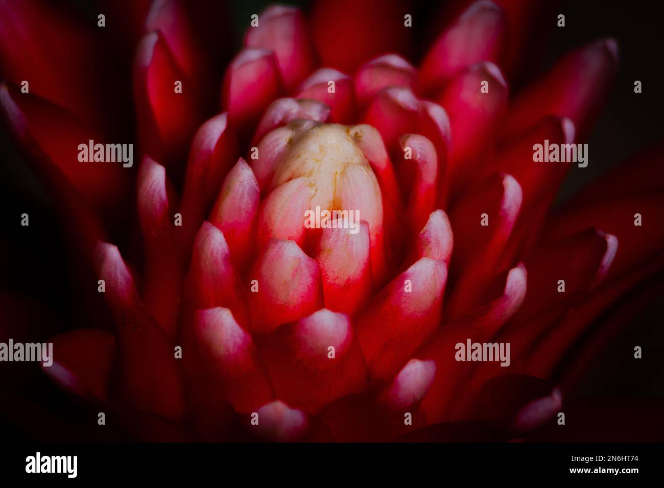 A closeup of red Bromelia flower Stock Photo