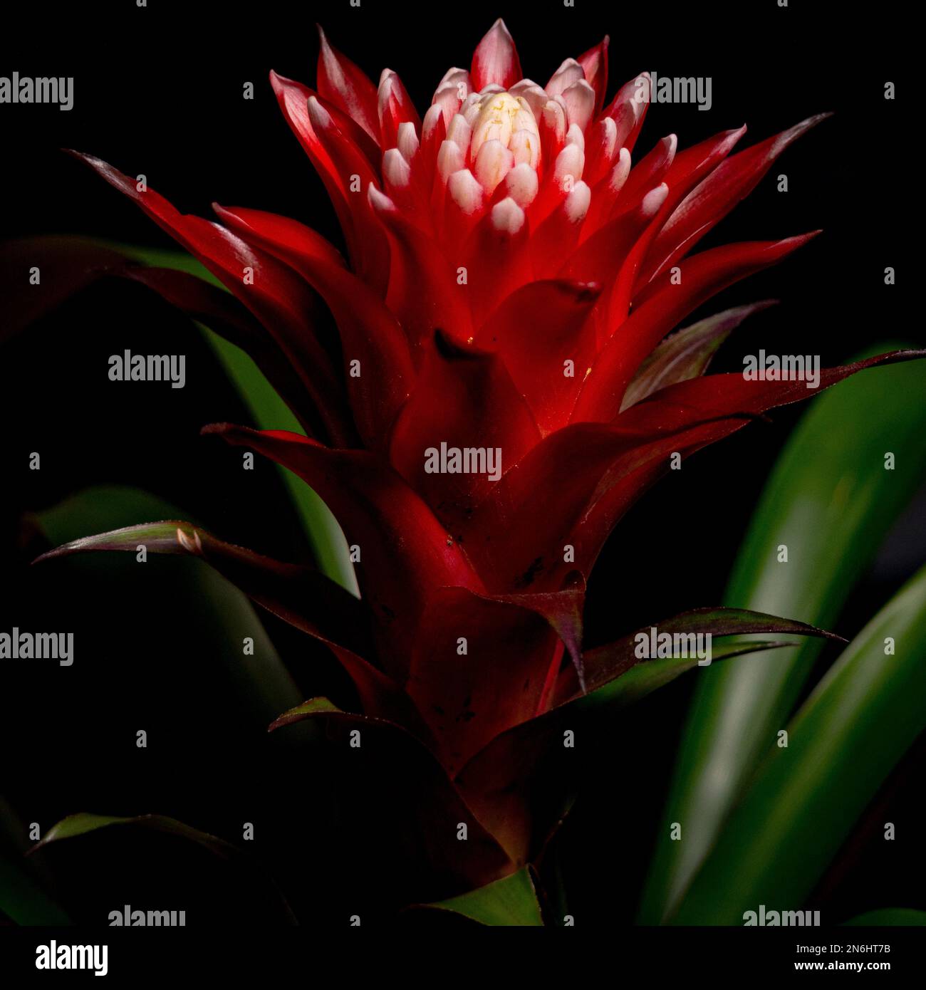 A closeup of red Bromelia flower Stock Photo