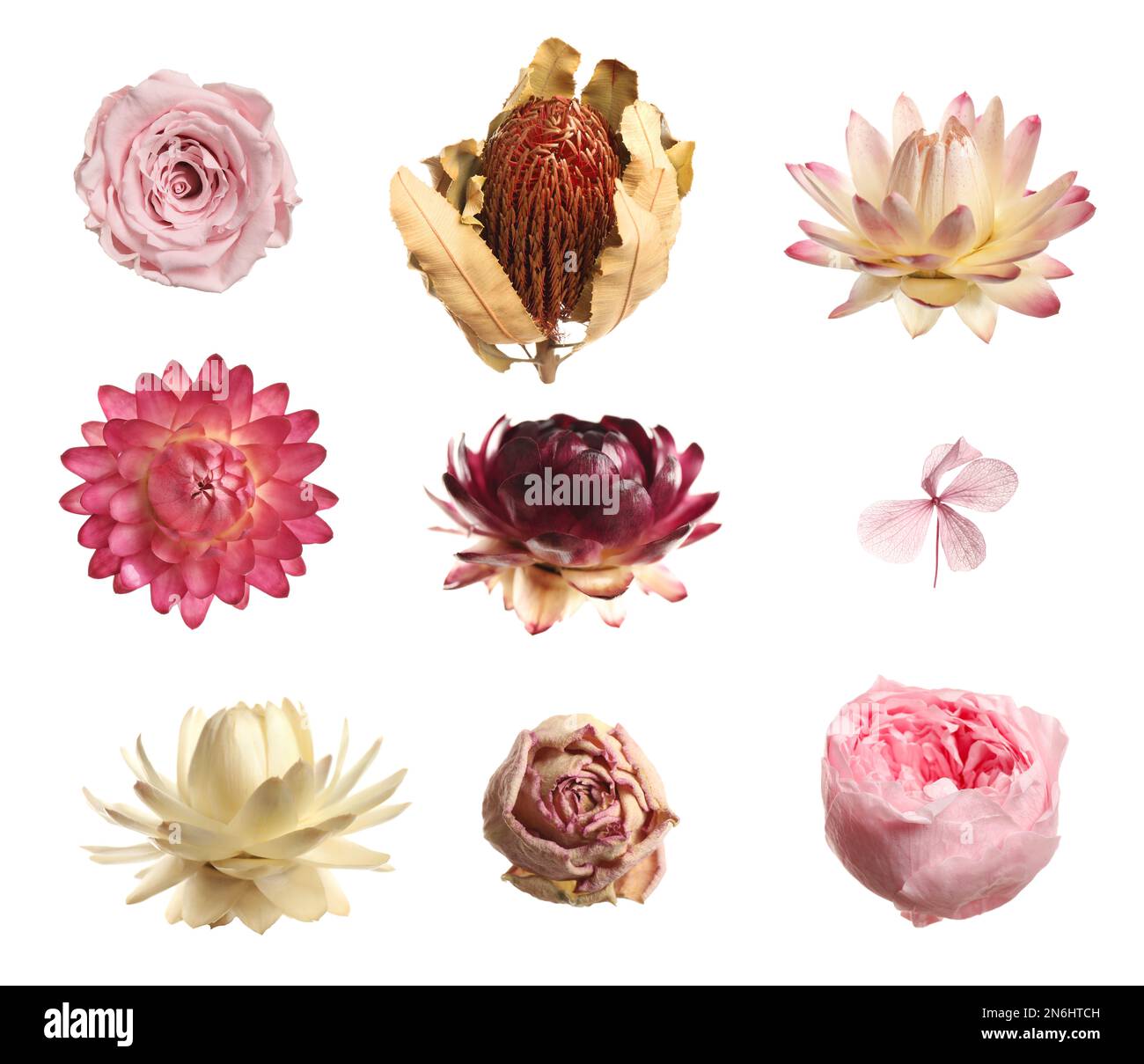 Set with beautiful dry flowers on white background Stock Photo - Alamy