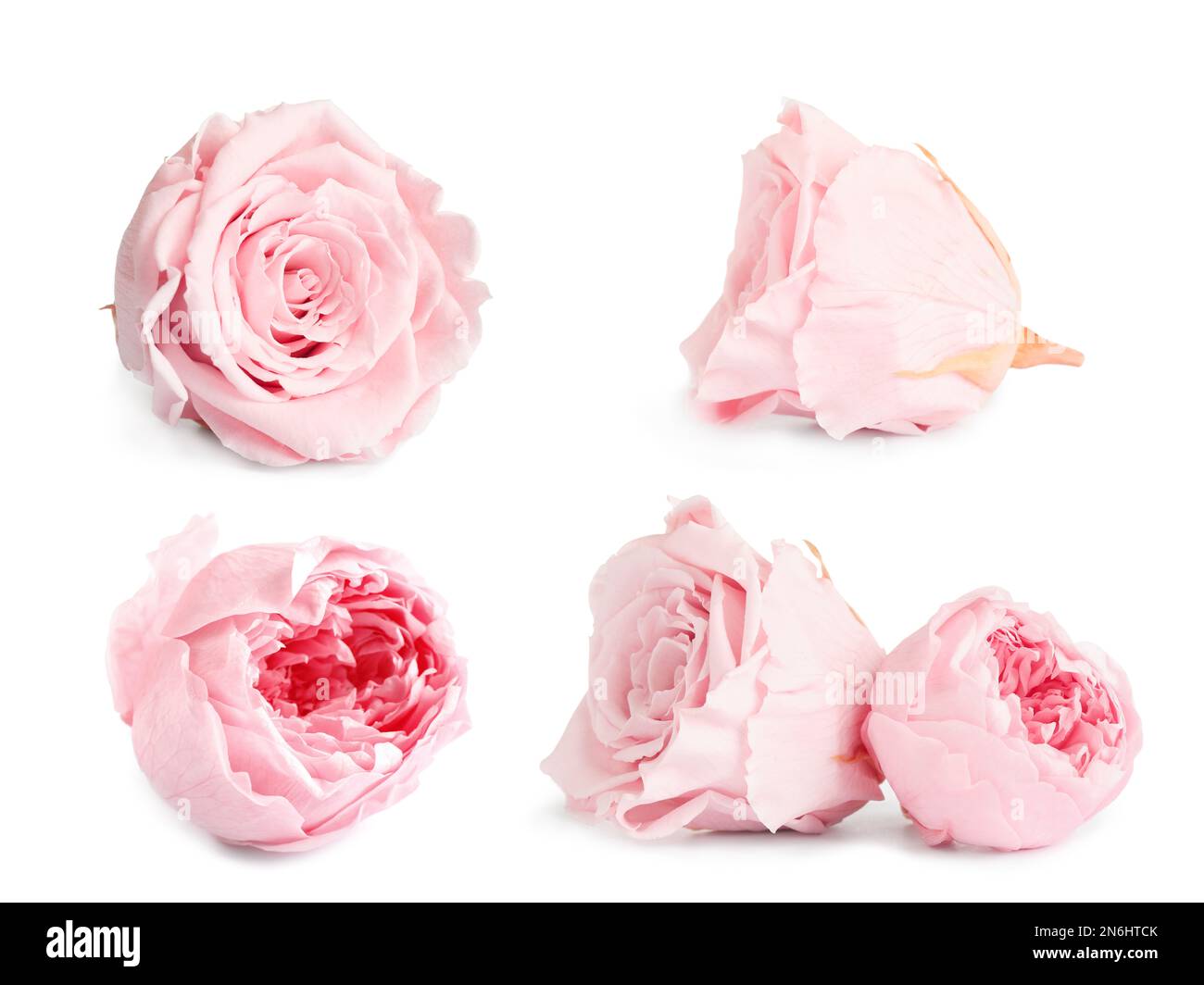 Set with beautiful dry flowers on white background Stock Photo - Alamy