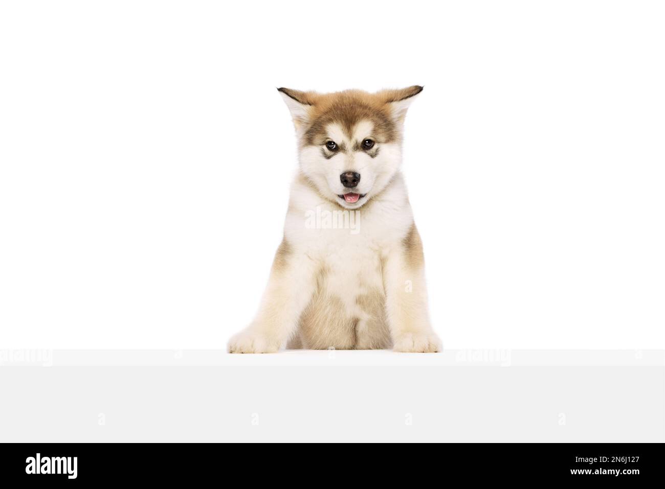 Dog husky baby hi res stock photography and images Page 39 Alamy