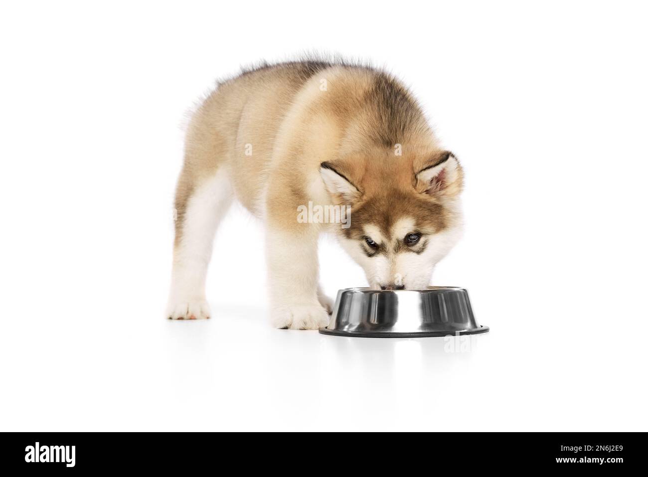 Husky puppy eating from a bowl Stock Photo Alamy