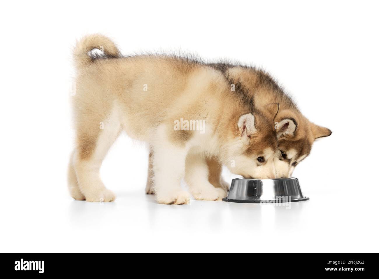 Two little dogs, cute beautiful Malamute puppies eating from food bowl