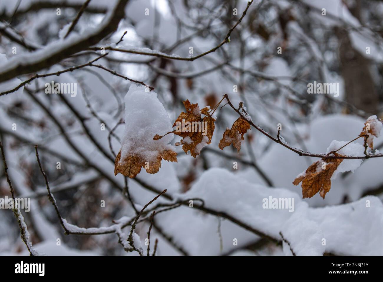 Closeup dry leaves in the snowy forest in winter season Stock Photo