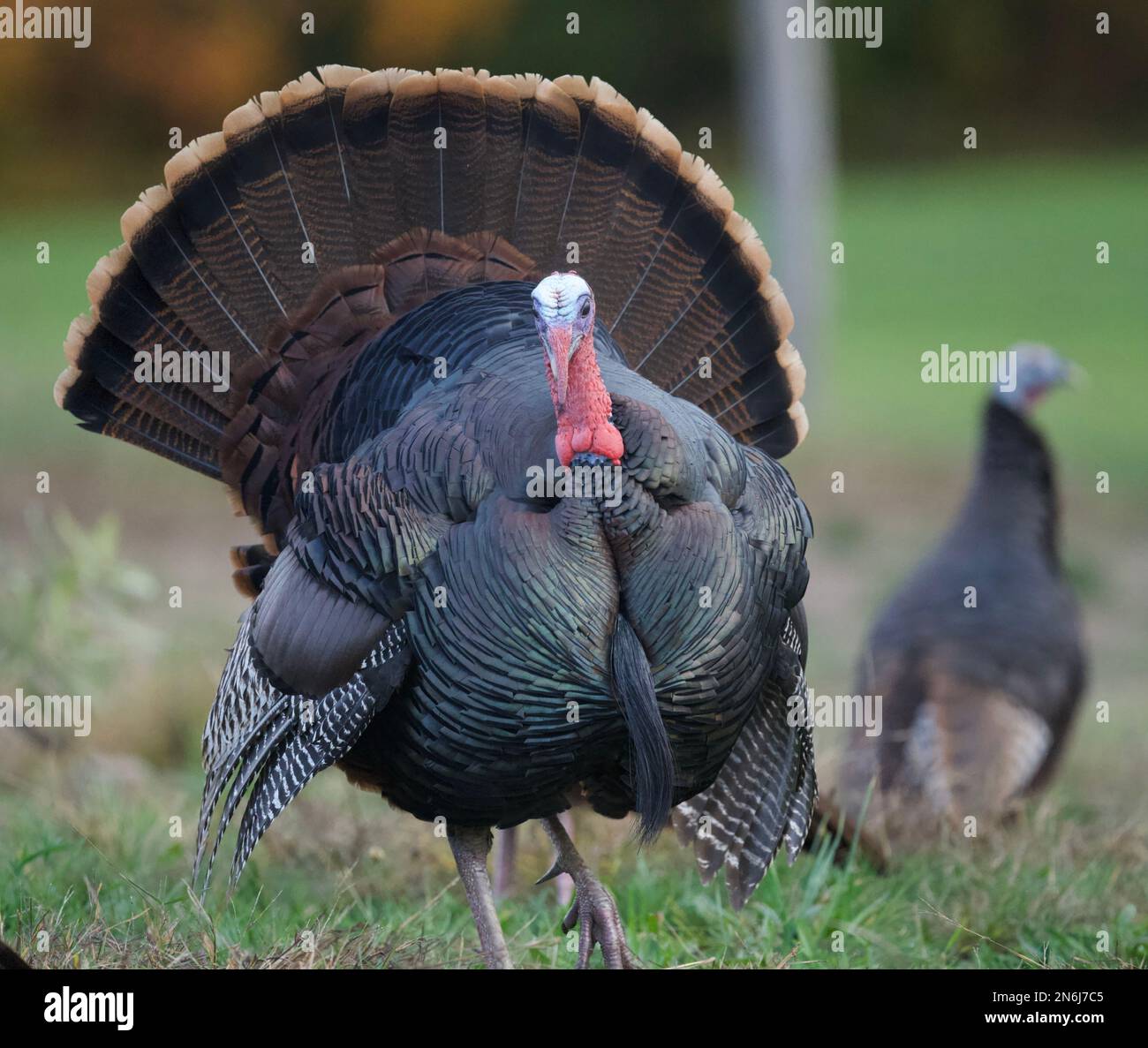 American wild turkey hi-res stock photography and images - Alamy