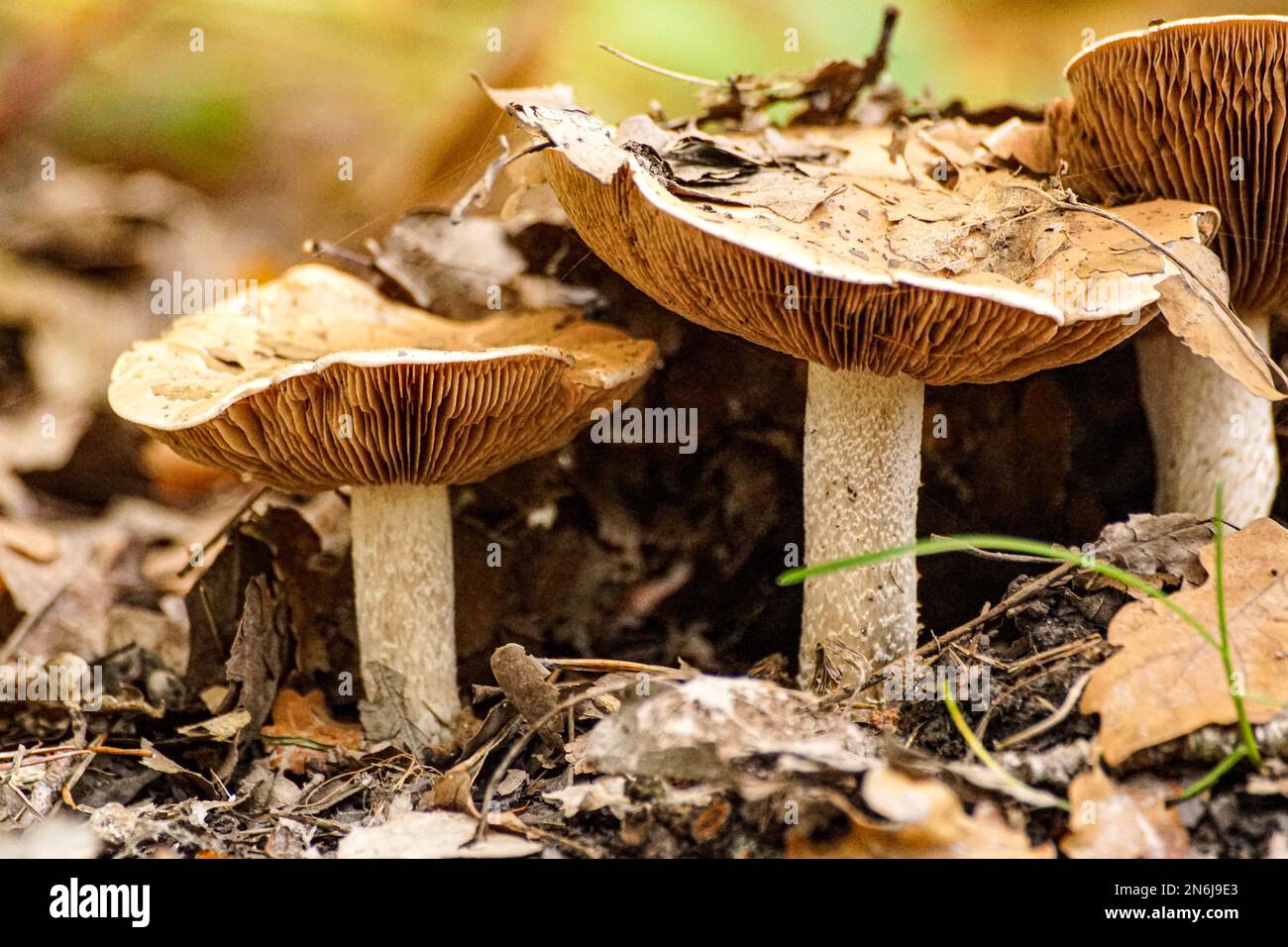 Close up of mushrooms growing on field Stock Photo