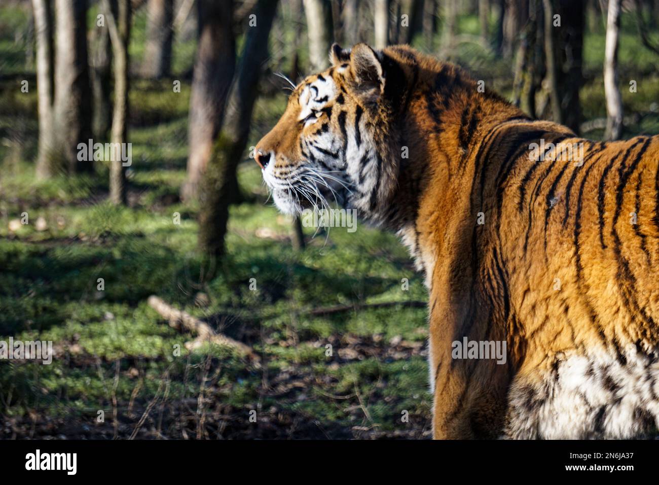 A selective focus shot of a Tiger lying on the ground surrounded by trees Stock Photo