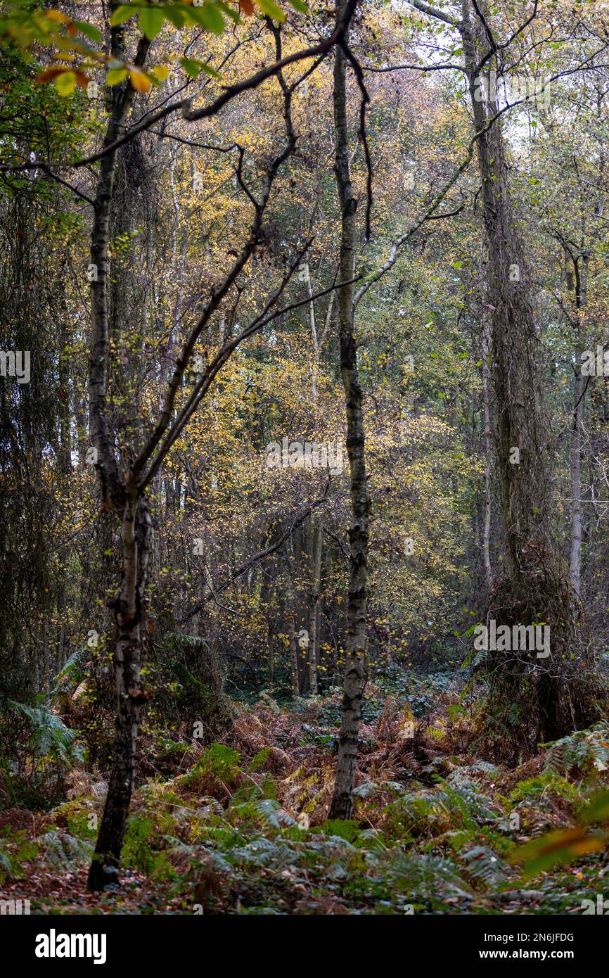 A forest view with high yellowing oak trees and bushes Stock Photo Alamy