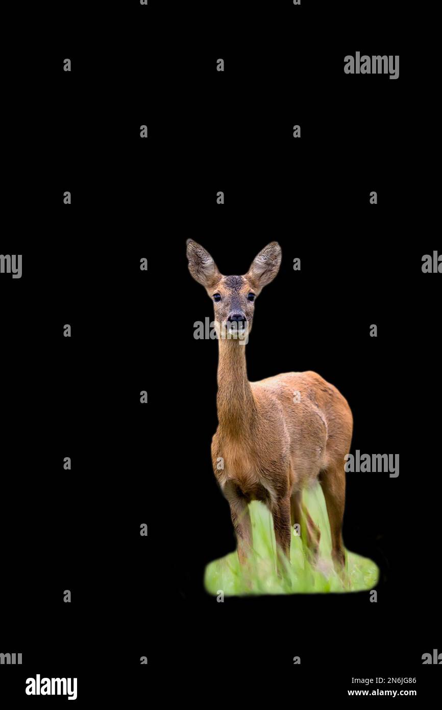 Roe deer standing on a black background Stock Photo