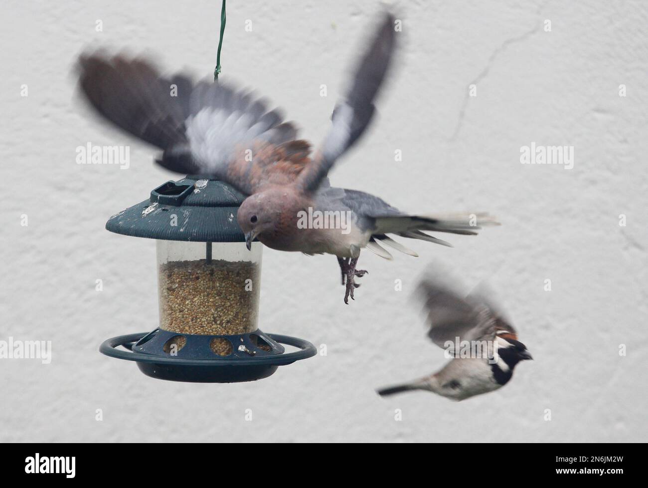 Birds gather at a feeder in a Johannesburg garden Sunday, Sept, 22, 2013 as the southern