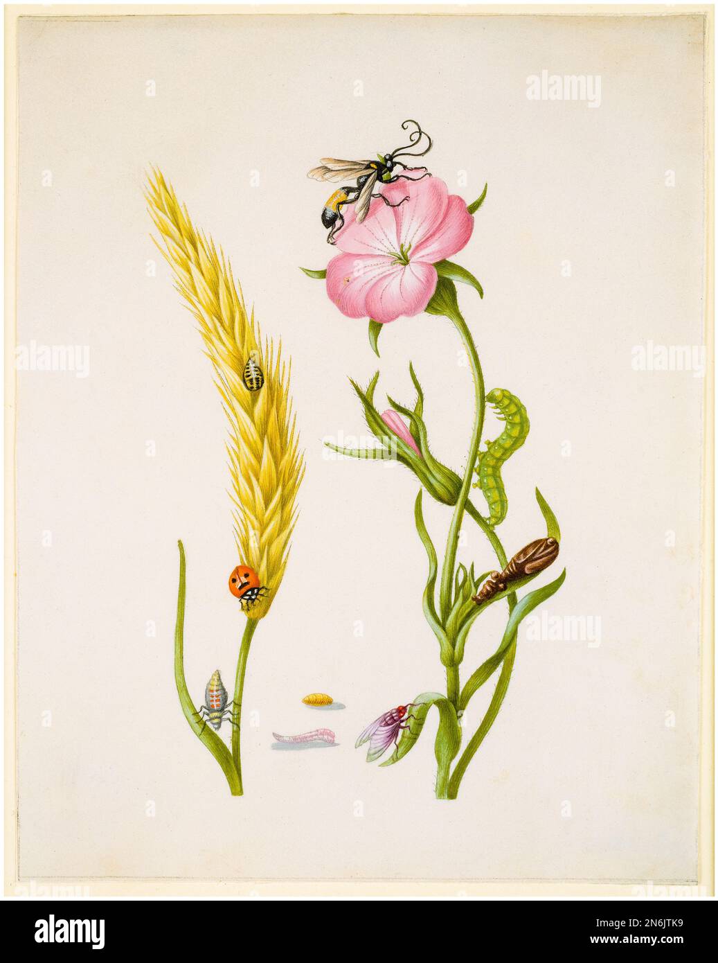 Cereal Ear and Corn Cockle with Metamorphoses of the Five-Spot Ladybird and Blowfly, illustration in watercolour and gouache on vellum by Maria Sibylla Merian, after 1683 Stock Photo