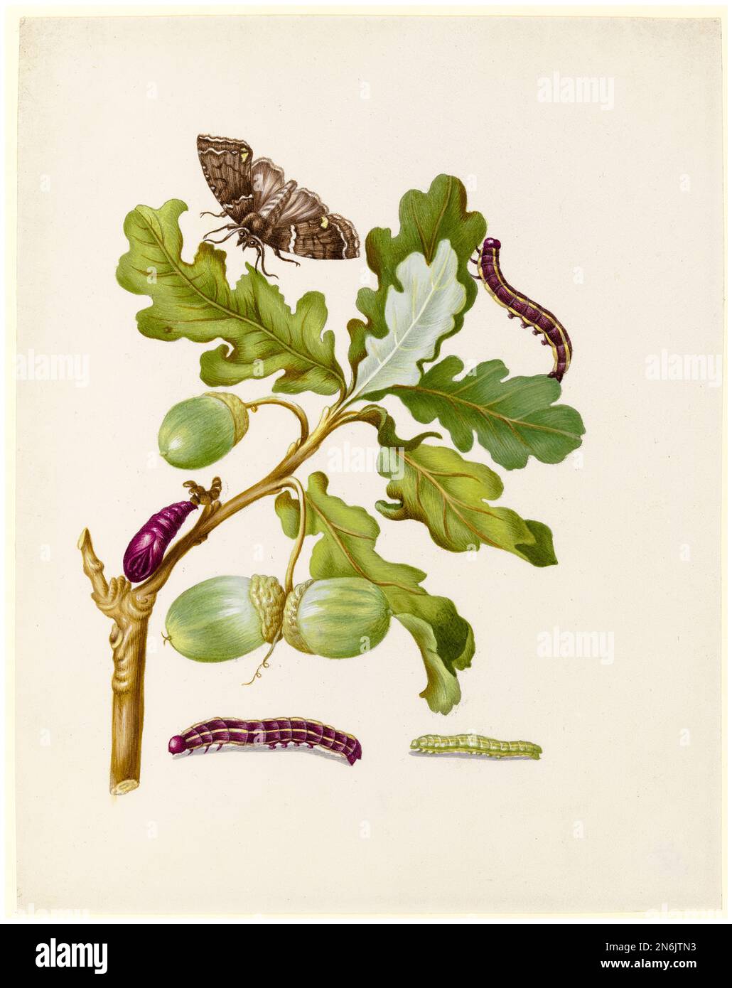 Maria Sibylla Merian illustration, Oak branch with Owlet Moth (Noctuidae), Caterpillars and Pupa, watercolour and gouache on vellum, after 1679 Stock Photo