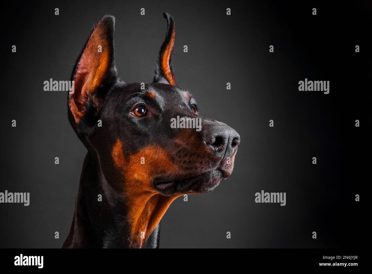 Doberman dog head close-up on a dark background Stock Photo