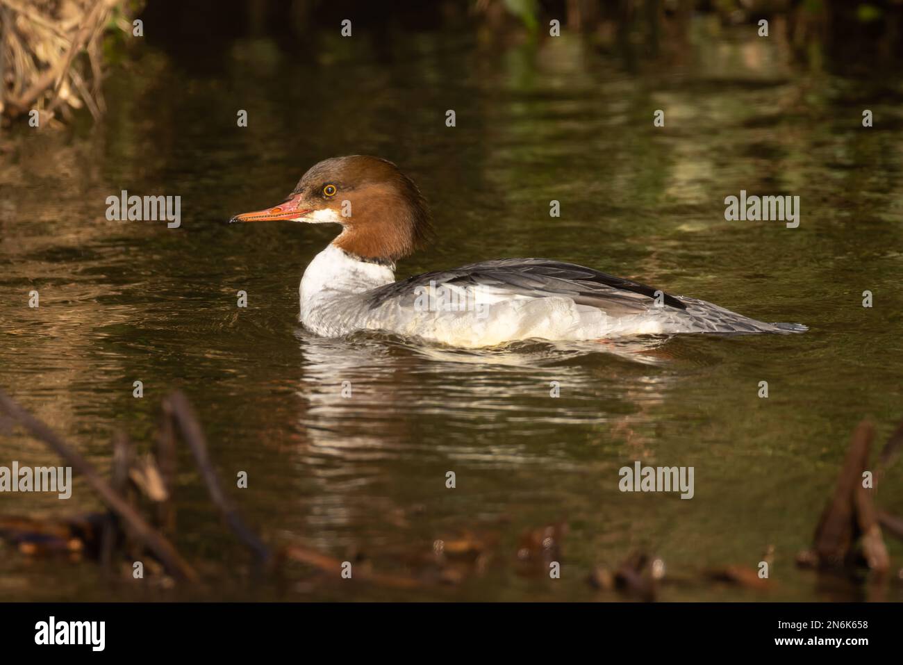 Goosander on a small river in winter Stock Photo