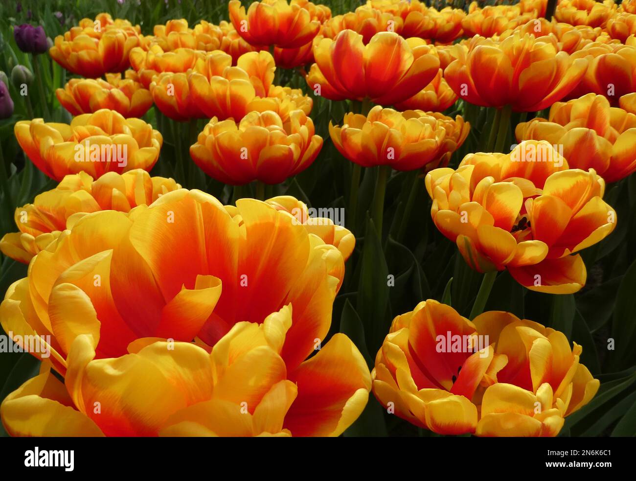 Fabulous yellow and red cultivated tulip named Confucius. Its a Darwin Hybrid tulip. Location: Keukenhof, Netherlands Stock Photo