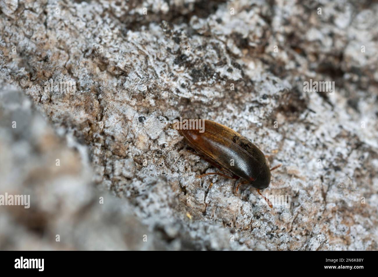 Darkling beetle eggs hires stock photography and images Alamy