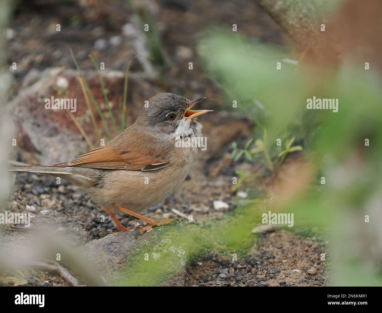 Spectacled warbler in typical habitat.  They can be seen from singing vantage points, but skulk through thick vegetation. Stock Photo