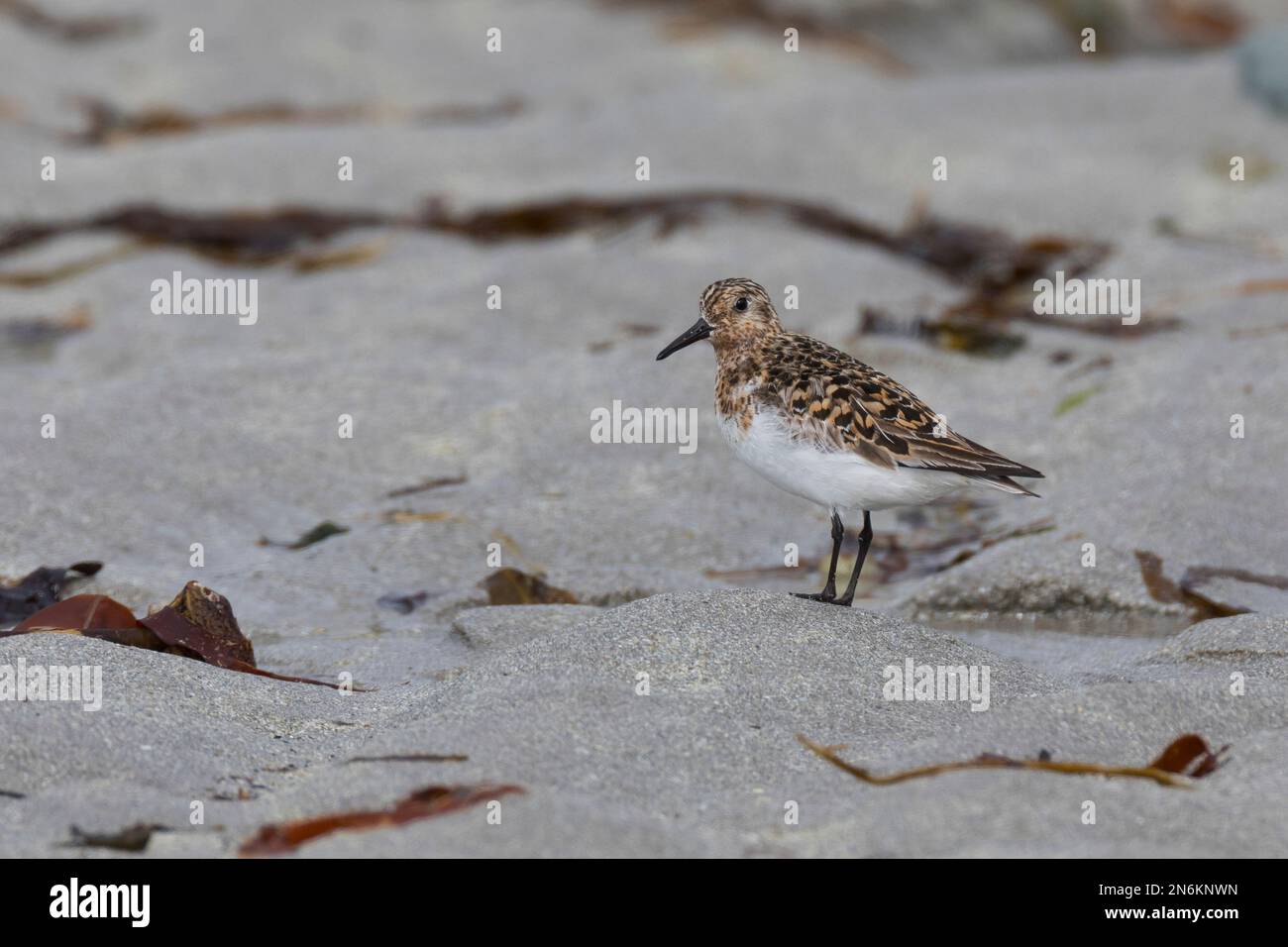 Sanderling, Prachtkleid, Calidris alba, sanderling, Le bécasseau sanderling Stock Photo