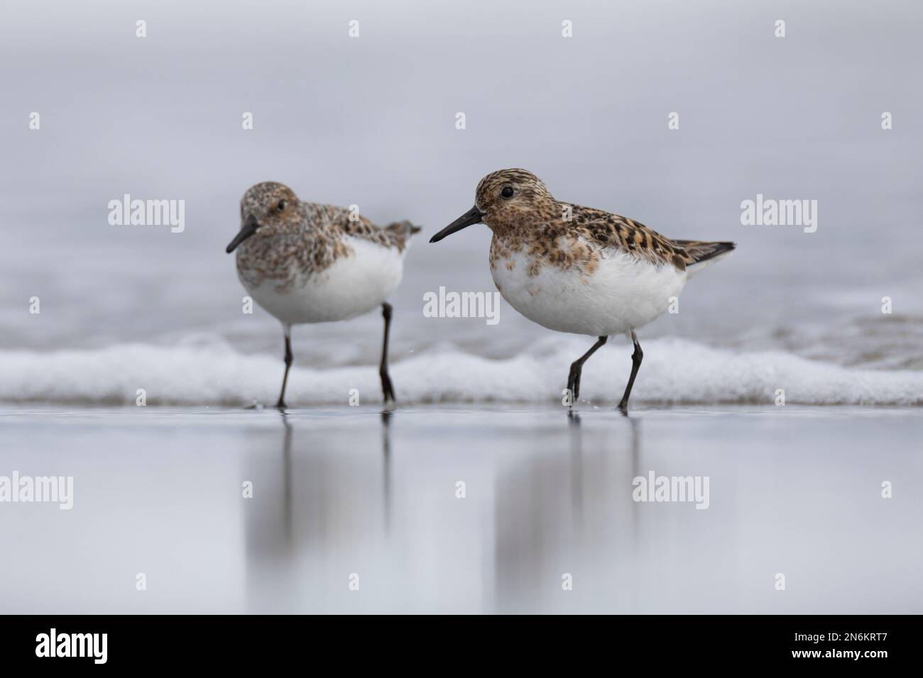 Tapis de souris Bécasseau Sanderling, Calidris alba, Oiseaux, Photographie nature, Modèle 2, décoration de bureau