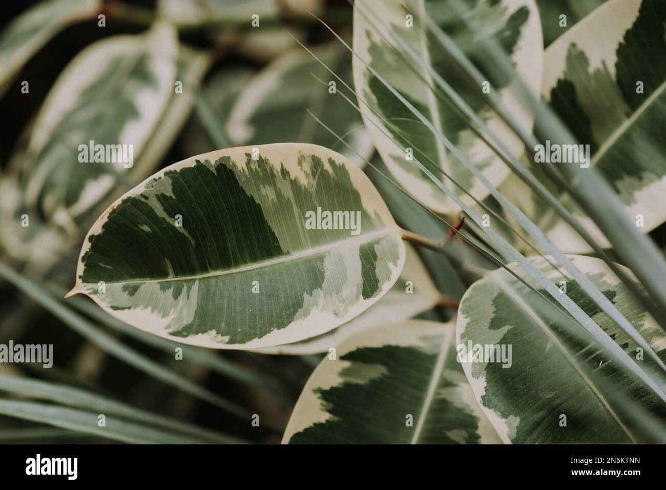 Ficus elastica plant leaves up hi-res stock photography and images - Alamy