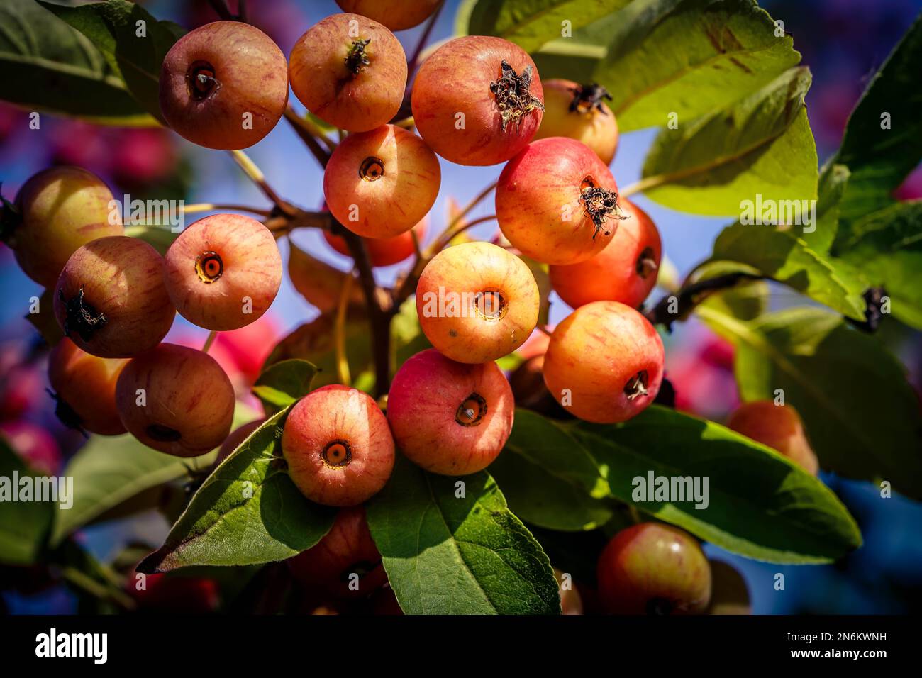Apple trees in the old land next to Hamburg Stock Photo Alamy