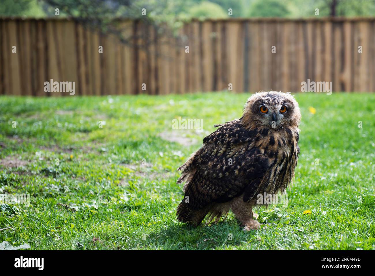 young Eurasian Eagle Owl (Bubo bubo) Stock Photo
