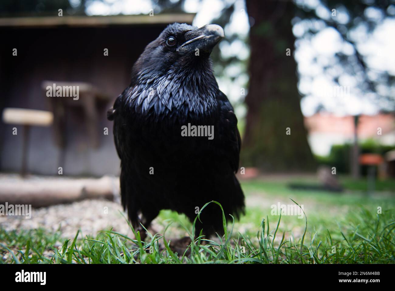 Black raven standing on ground Stock Photo