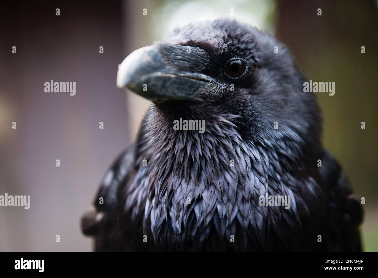 detail of black raven Stock Photo