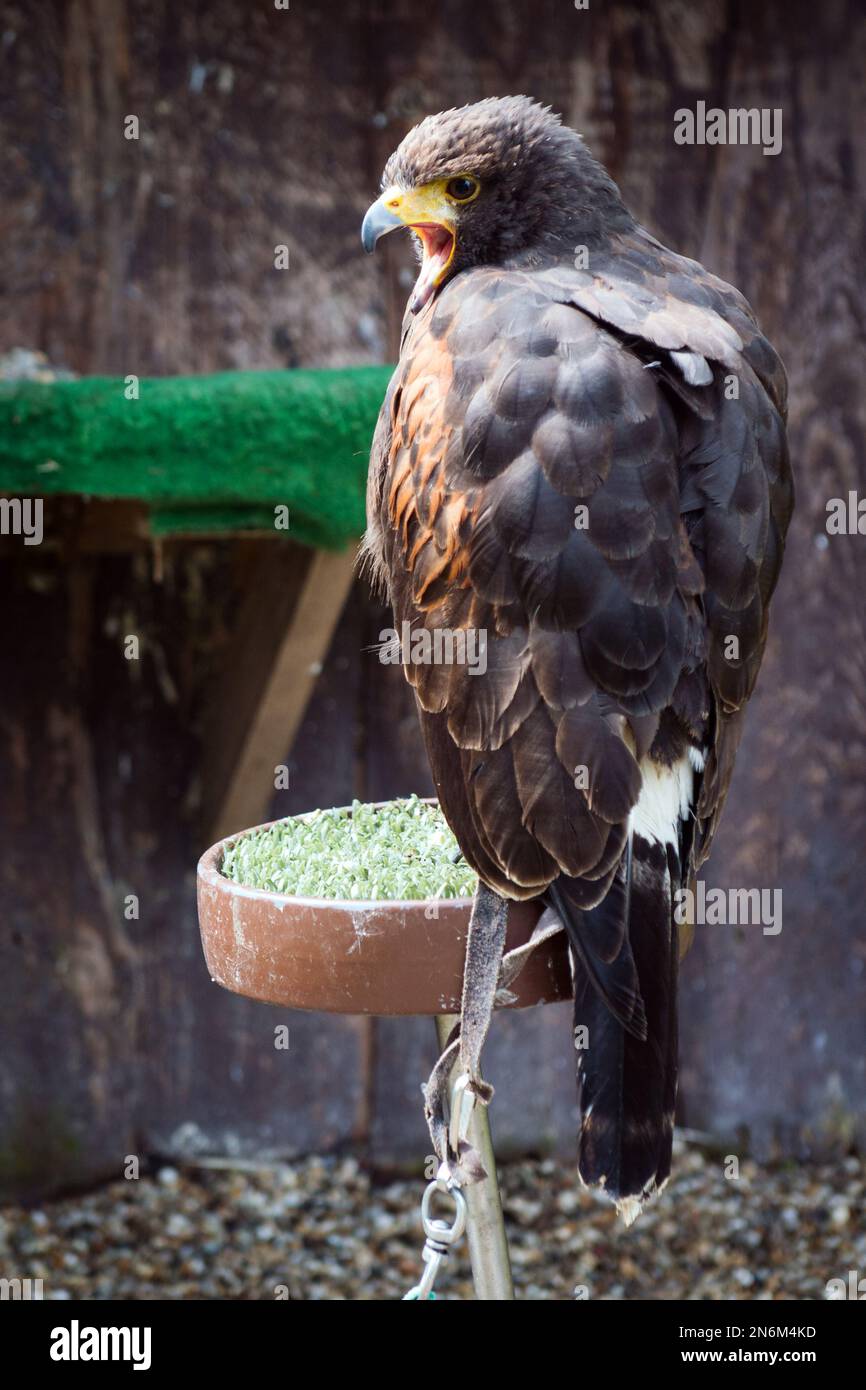 Falconry display featuring harris hawk (parabuteo unicinctus) Stock Photo