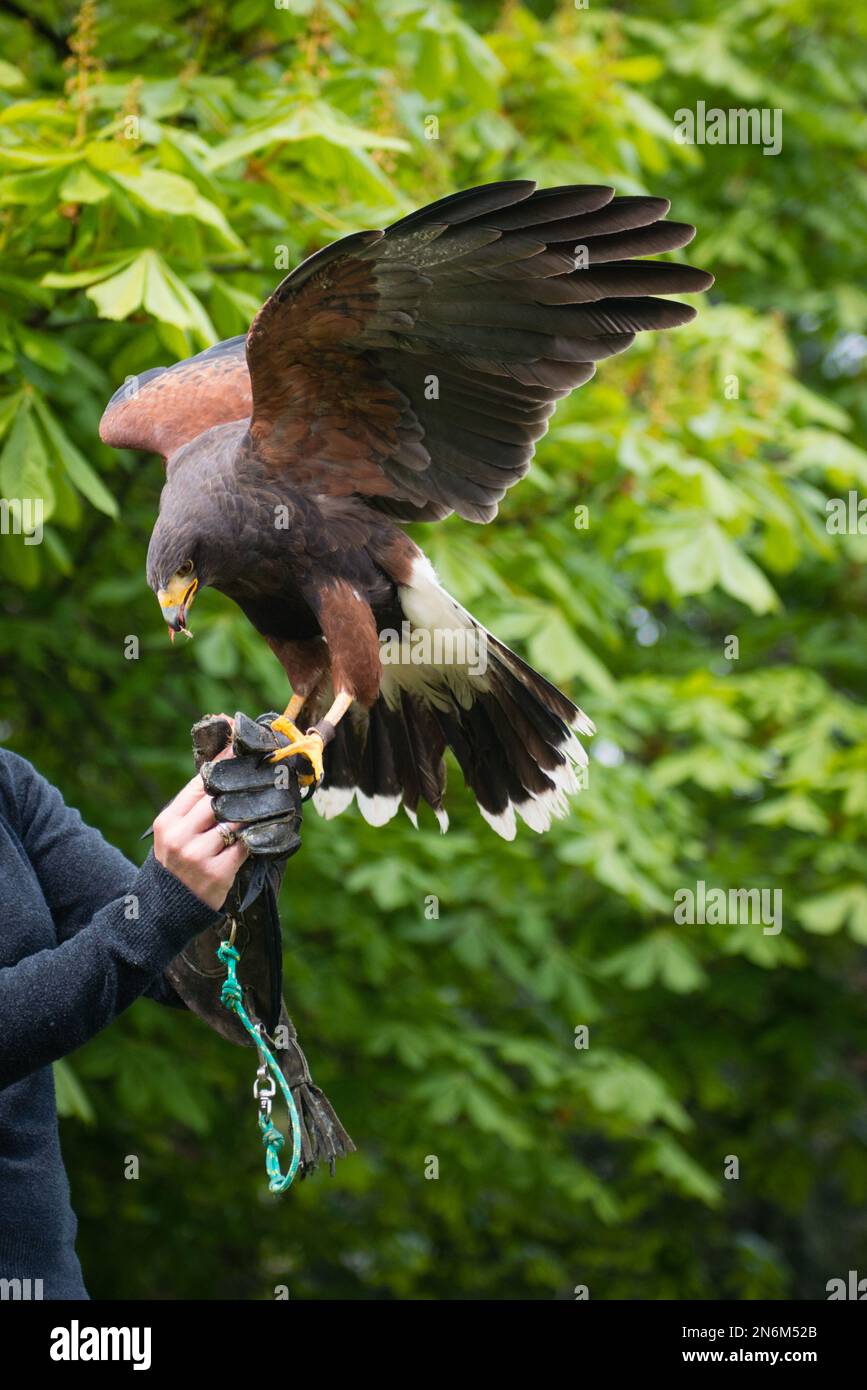 Eagle on falconer's hand Stock Photo