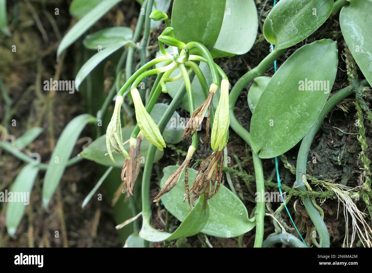 Vanilla plant with faded flowers and fresh growing vanilla beans in the