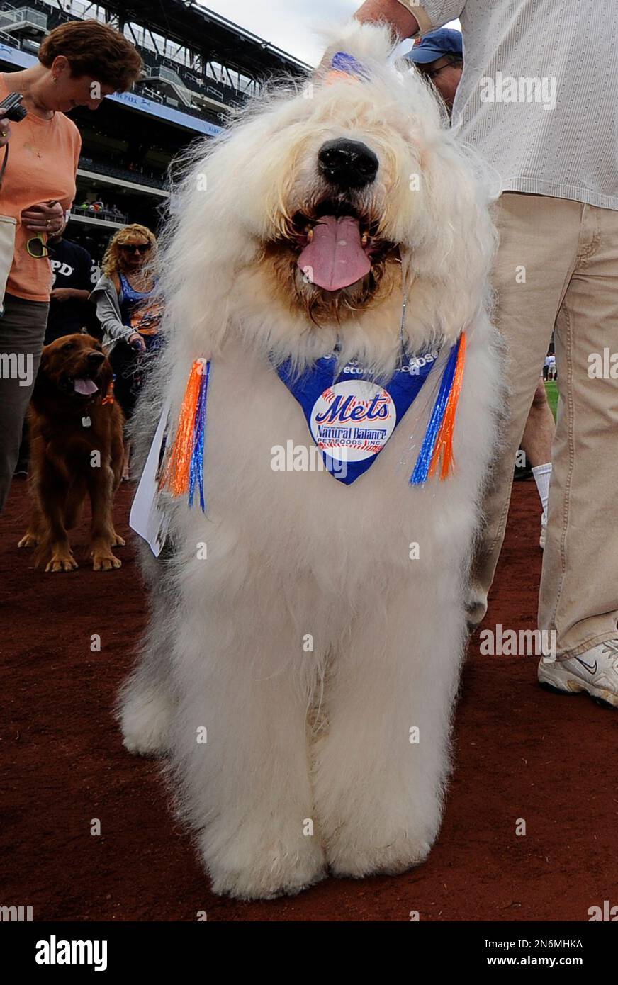 A dog walks around the field during Bark in the Park day at Citi Field  before Game 1 of a doubleheader baseball game between the New York Mets and  the Miami Marlins