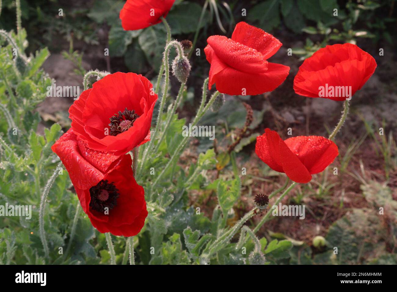 red colored poppy flowers on farm for harvest and wedding are cash crops Stock Photo