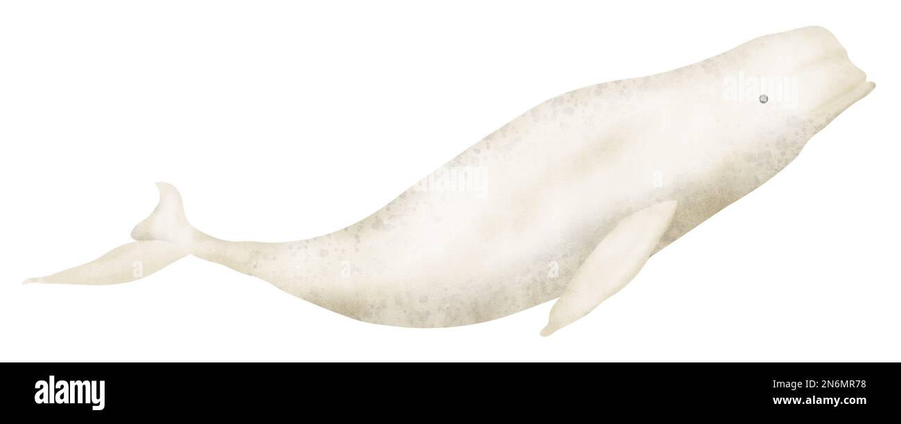 Beluga Whale watercolor realistic hand drawn illustration. North ocean animal drawing on isolated background. Hand drawn sketch of big mammal Arctic underwater fish. Polar Delphinapterus leucas. Stock Photo