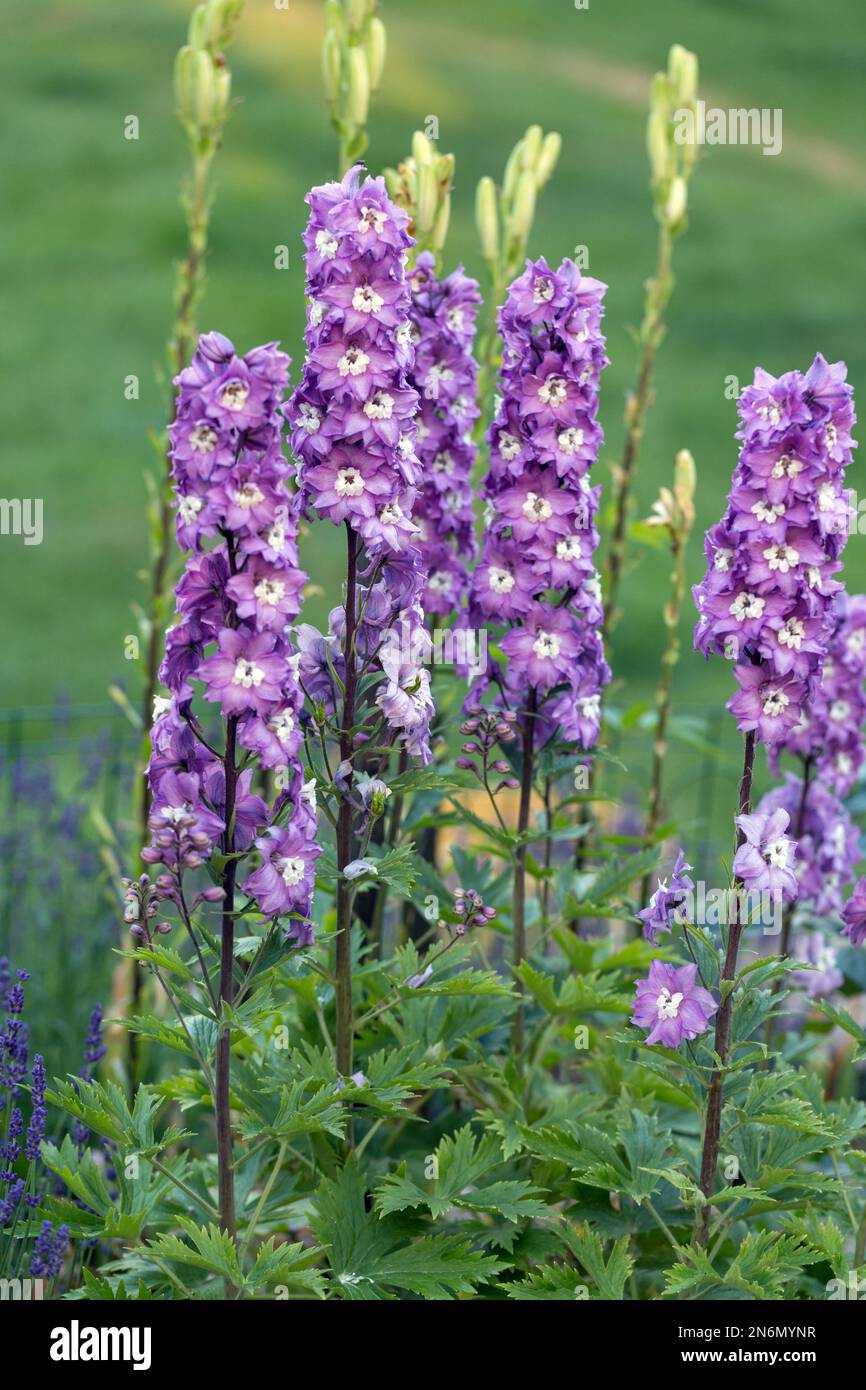Purple Delphinium Flower in Garden Stock Photo - Alamy