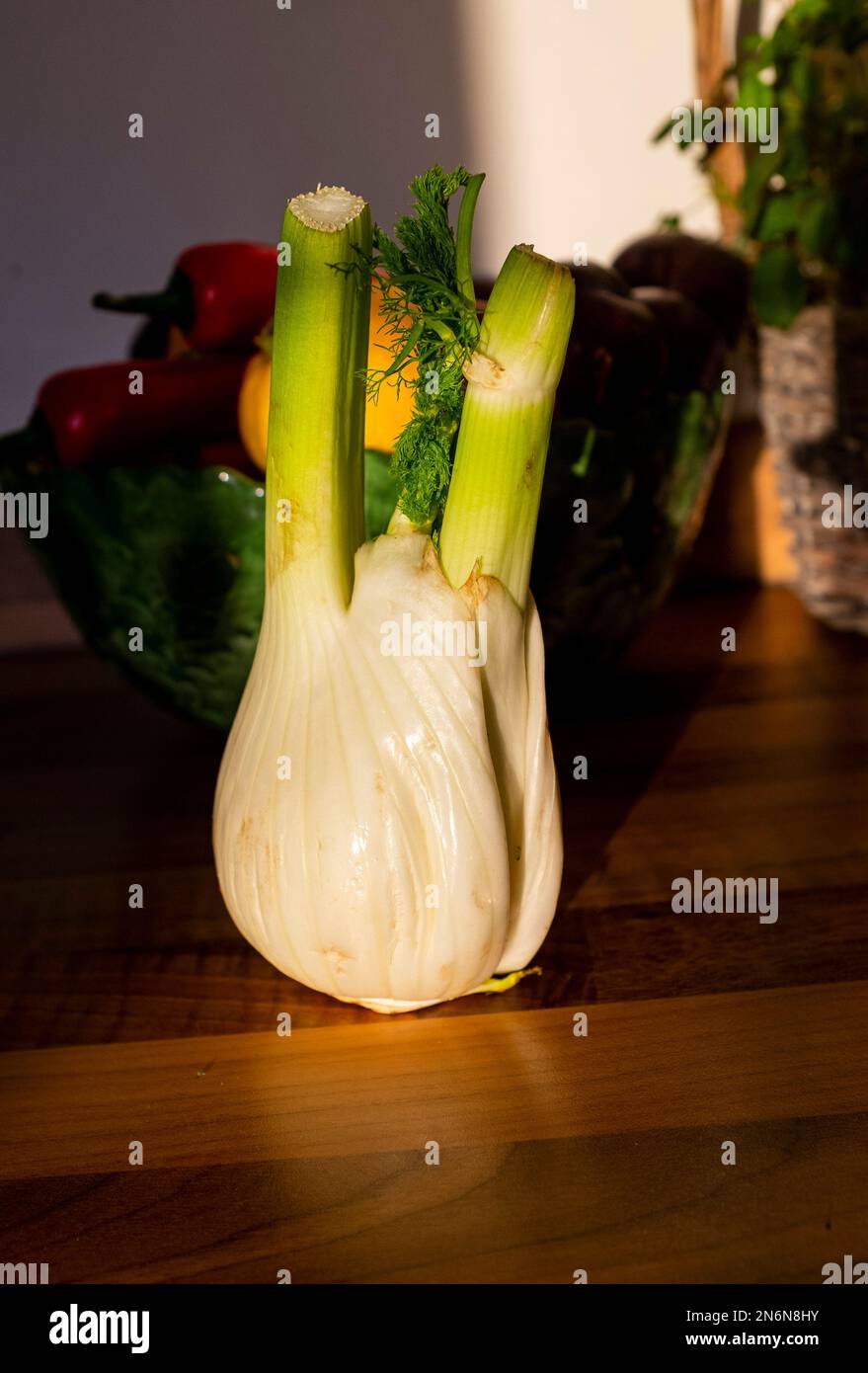 Raw fennel bulb for cooking Foeniculum vulgare It is a hardy