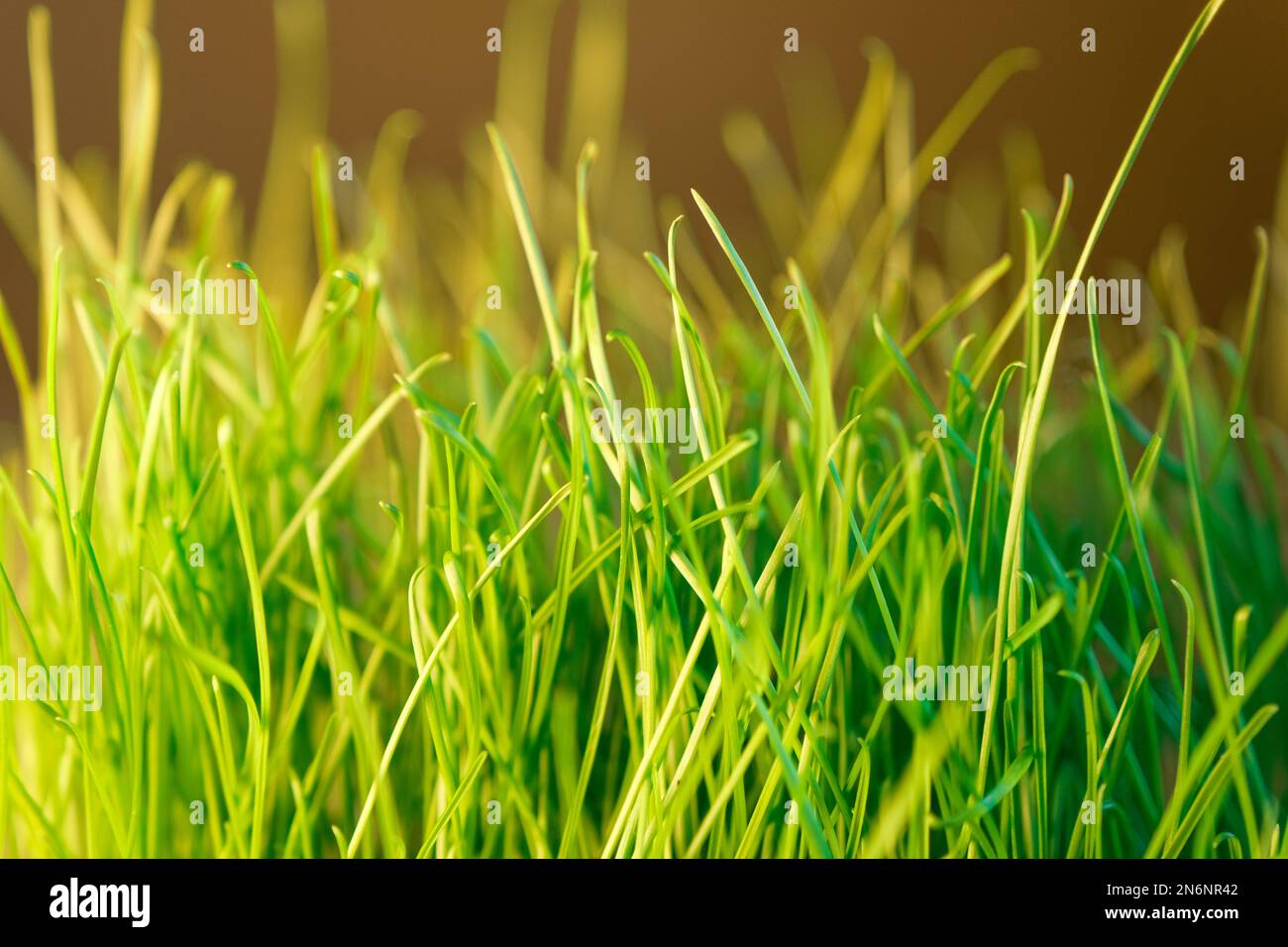 Beautiful house bright green hi-res stock photography and images - Alamy