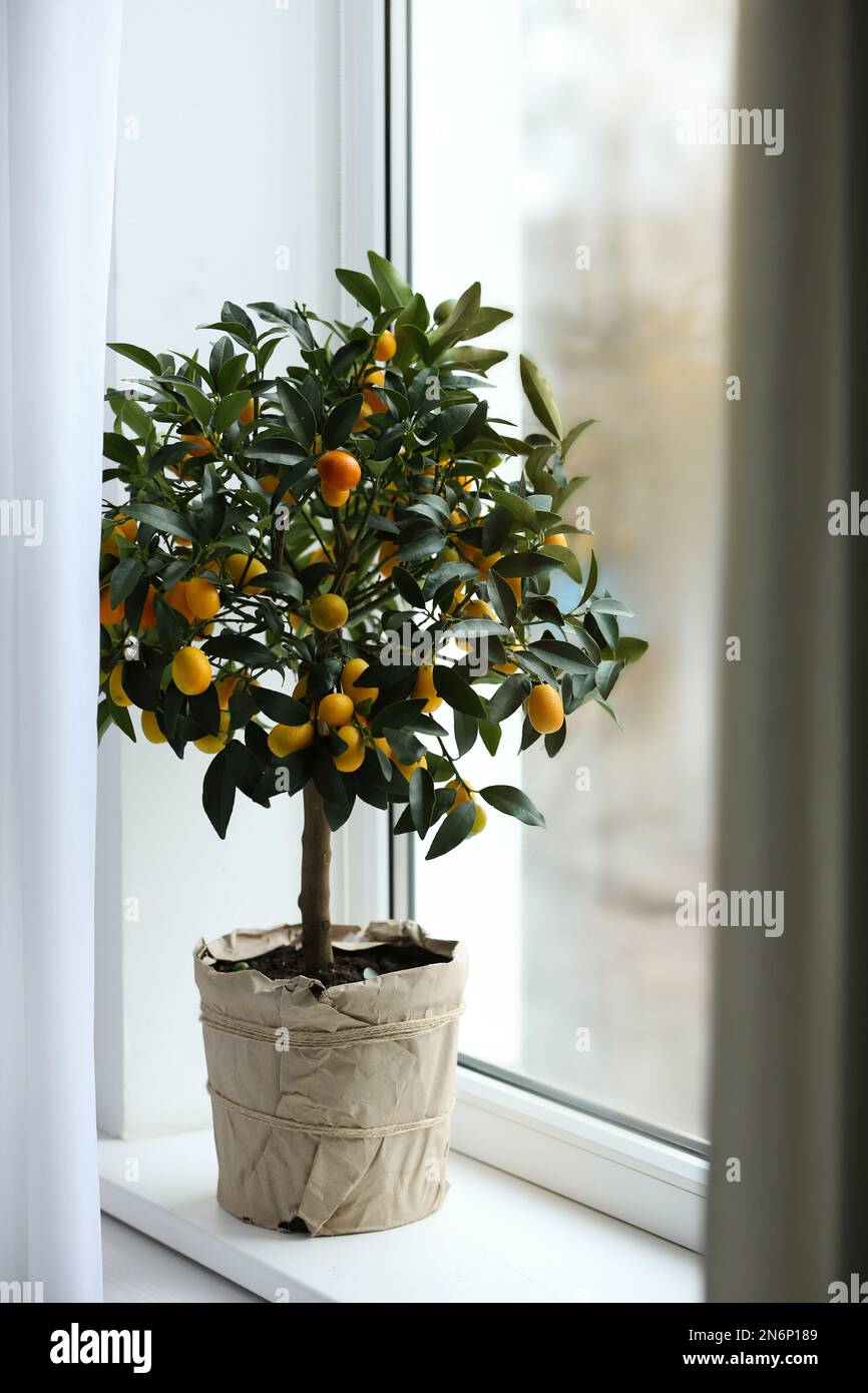 Potted kumquat tree on window sill indoors. Interior design Stock Photo -  Alamy