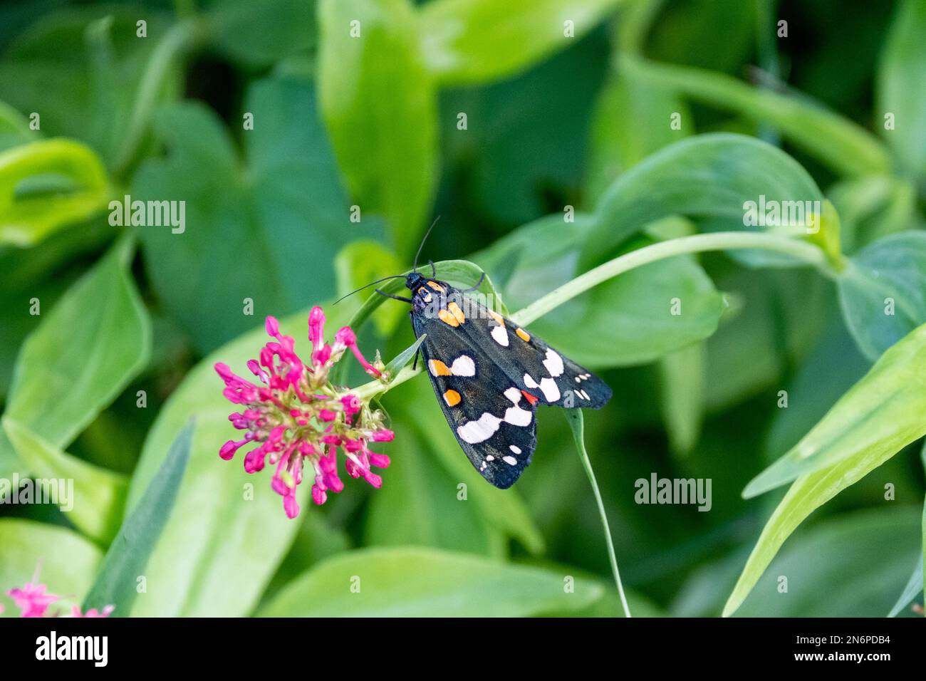 A scarlet tiger moth, Callimorpha dominula, with its wings closed hiding the red hind wings perched on the stem of a Red valerian flower, Centranthus Stock Photo