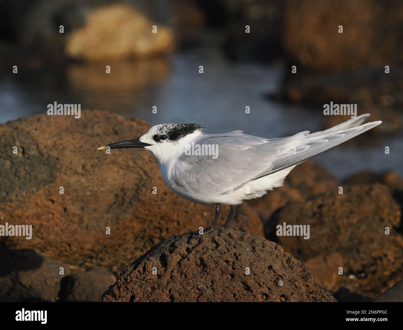 A small flock of sandwich terns Winter in Costa Teguise, it appears their numbers may increase as migration commences. Stock Photo