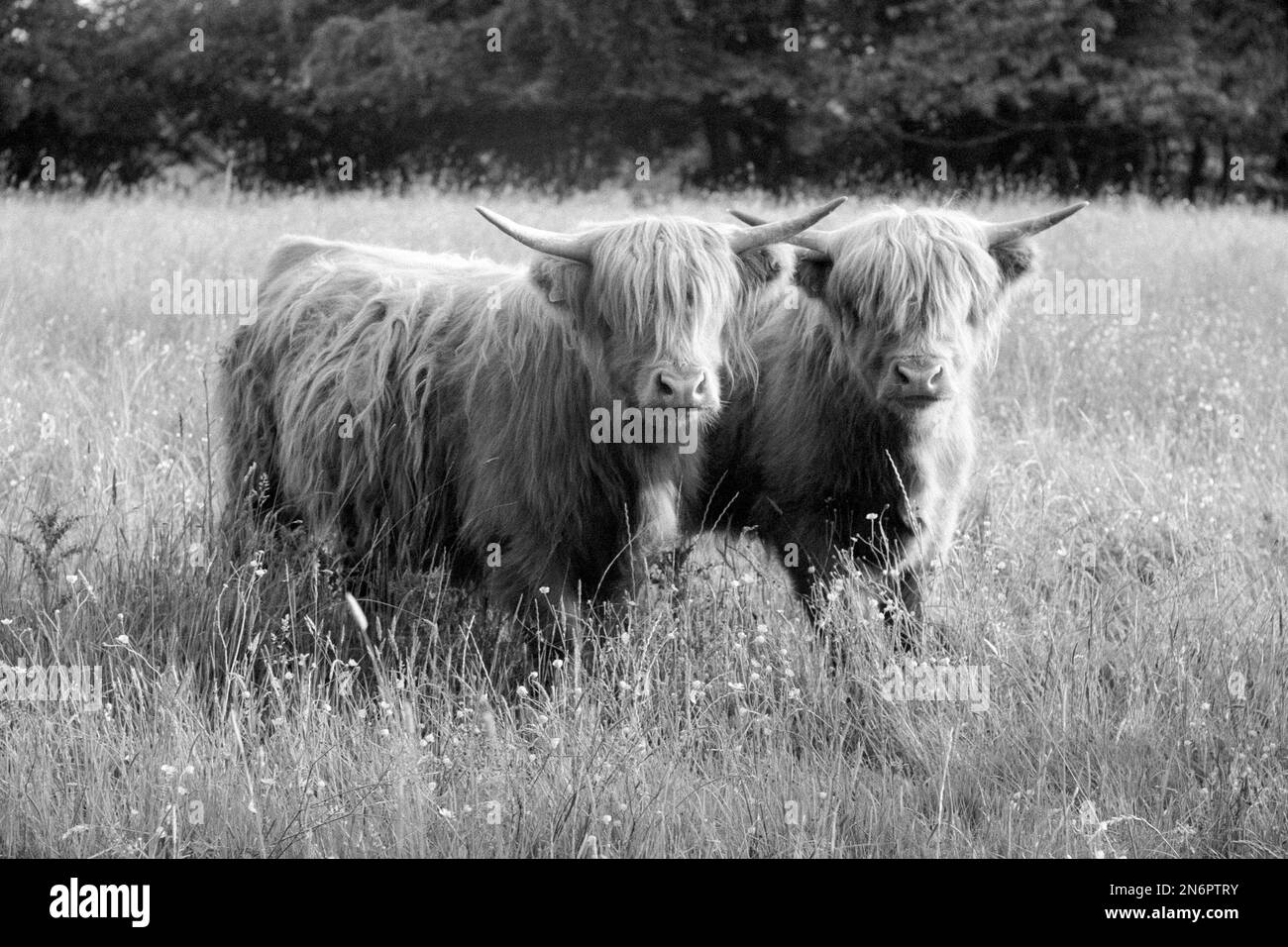 Two Highland Cattle in a meadow Stock Photo