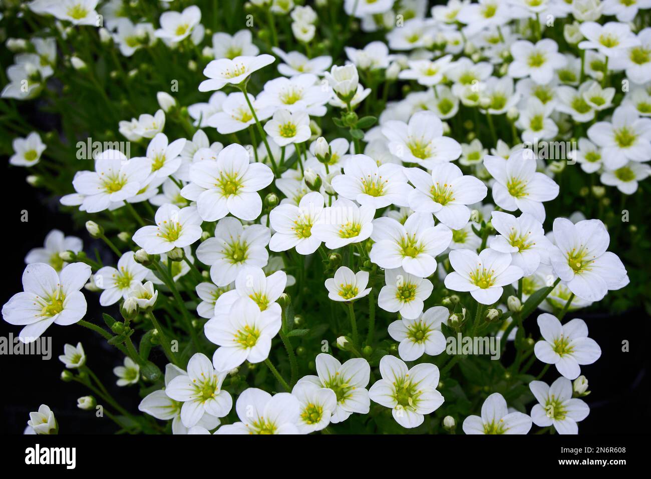 Saxifraga small white flowers, Saxifraga arendsii Adebar Saxifragaceae family perennial flowering plant Stock Photo