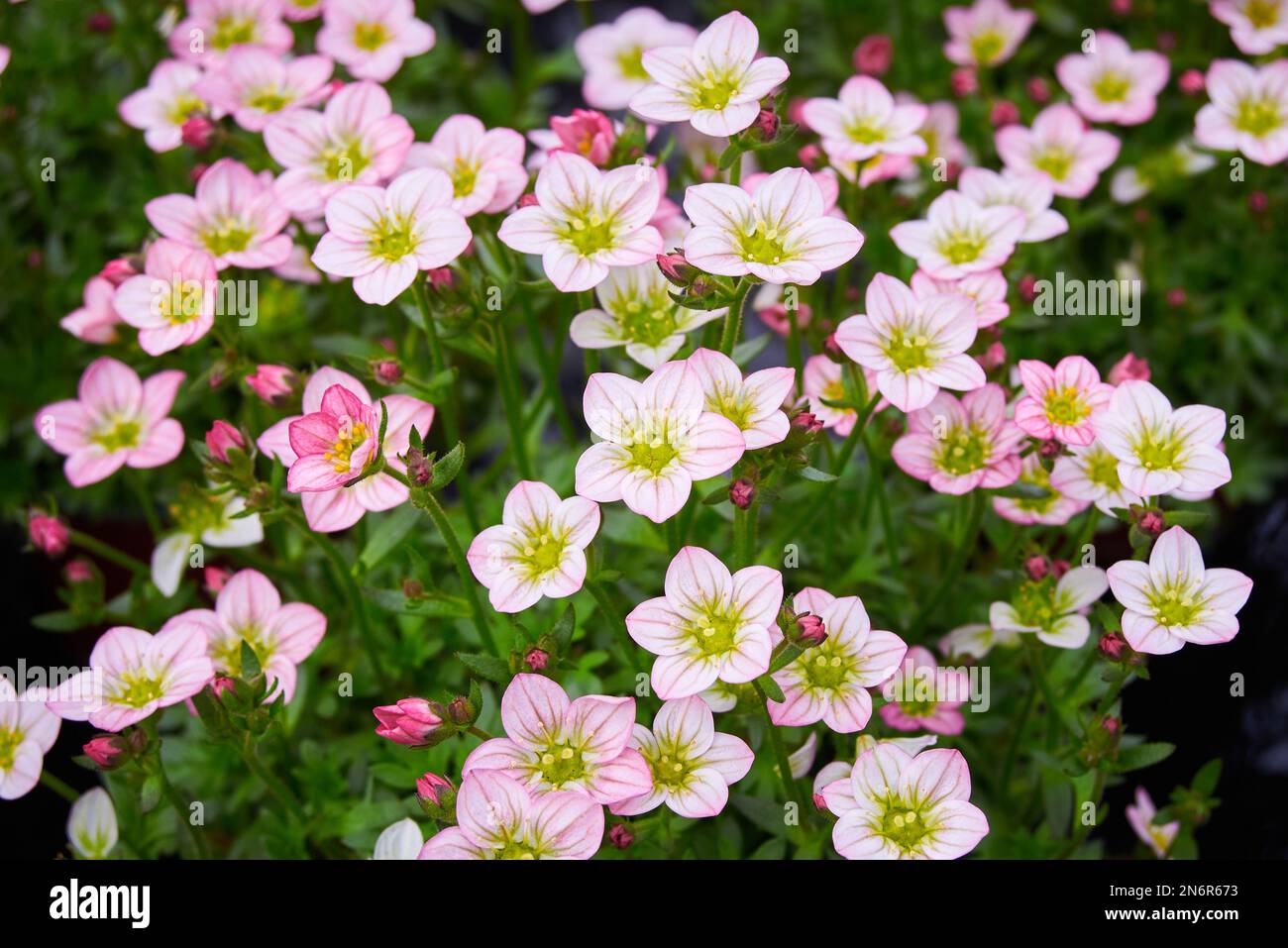 Saxifraga small white flowers, Saxifraga arendsii Adebar Saxifragaceae family perennial flowering plant Stock Photo