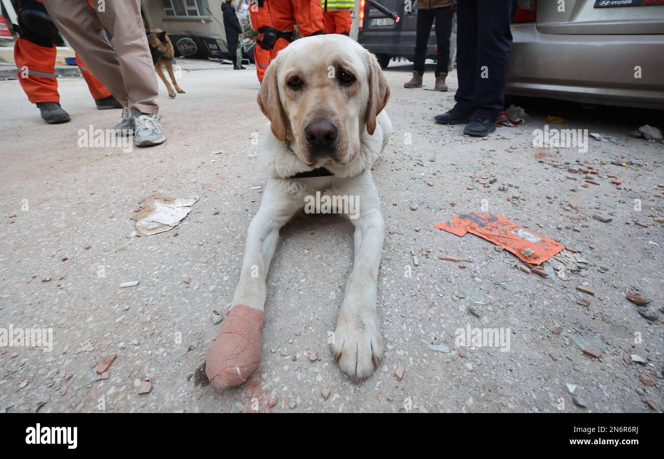 Turkey quake A South Korean rescue dog is seen with one paw bandaged at