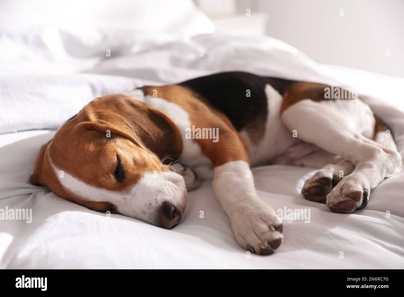 Cute Beagle puppy sleeping on bed. Adorable pet Stock Photo - Alamy