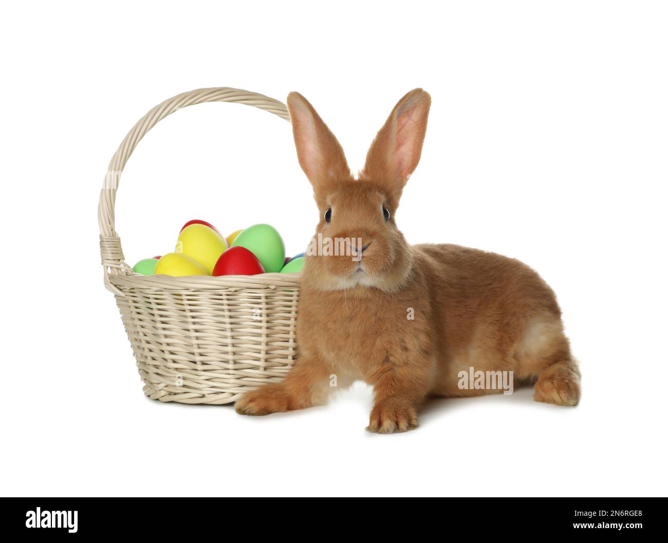 Adorable furry Easter bunny near wicker basket with dyed eggs on white ...