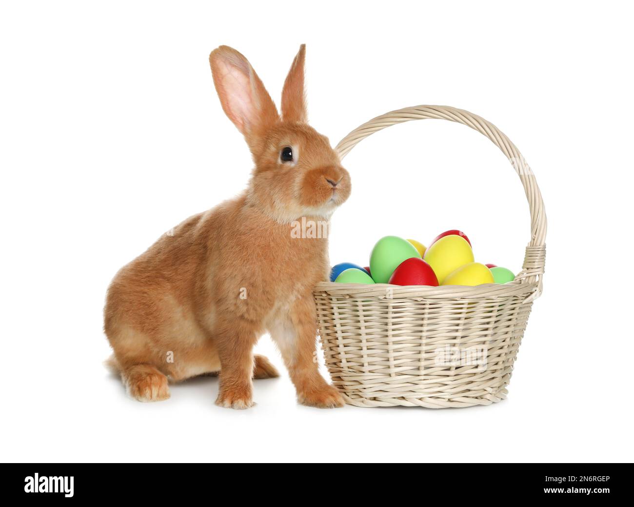 Adorable furry Easter bunny near wicker basket with dyed eggs on white ...